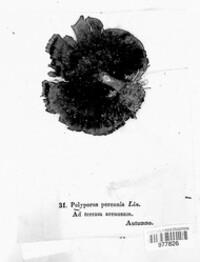 Polyporus perennis image